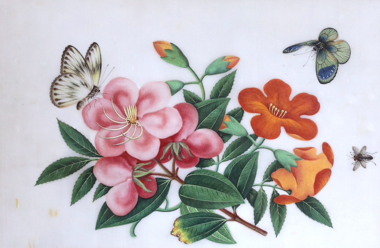 19th century Chinese School, gouache on pith paper, Butterflies and flowers, 18 x 28cm
